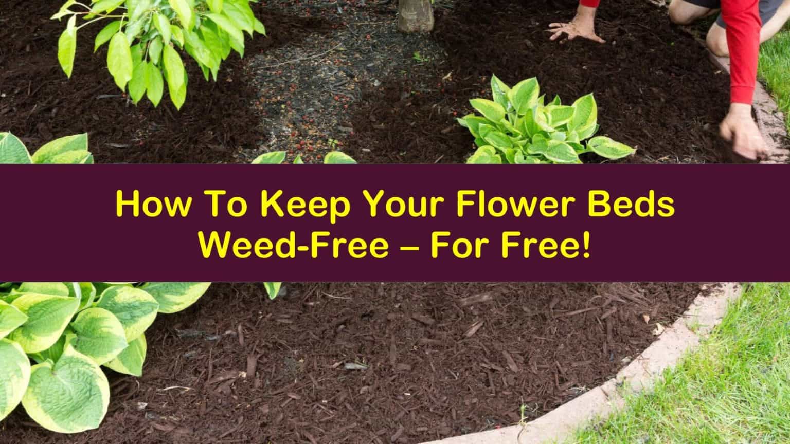 How To Keep Your Flower Beds WeedFree For Free!